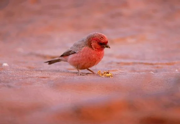 Aqaba Bird Observatory