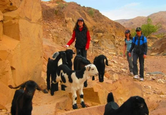 A day with a shepherd