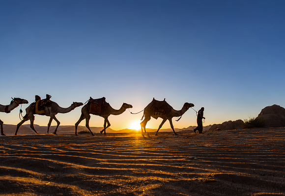 Camel Race Track