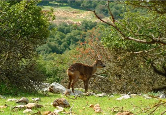 Roe Deer Trail – Ajloun Forest Reserve