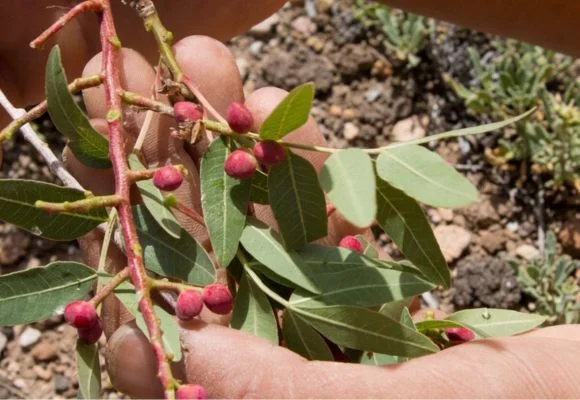 Feynan Plants Hike