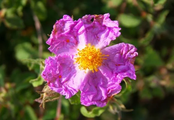 Rockrose Trail – Ajloun Forest Reserve