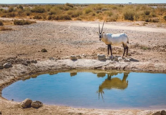 Shaumari Wildlife Reserve