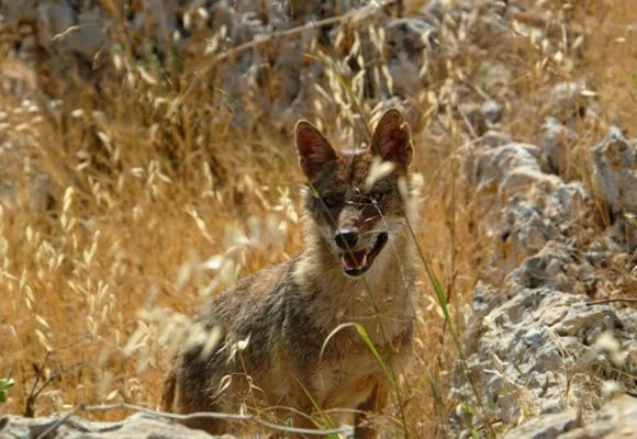Ajloun Forest Reserve