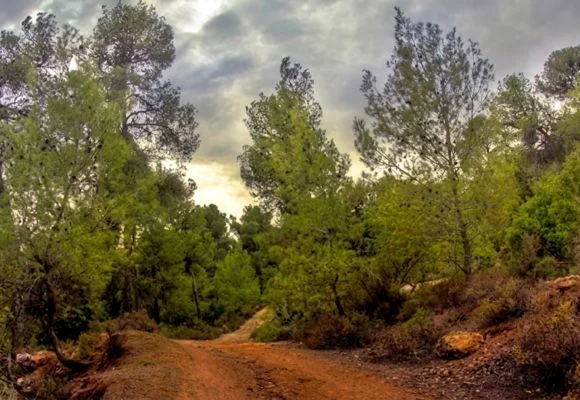 Dibbin Forest Reserve