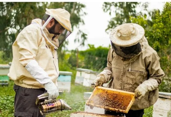 Beekeeping with Al-Arabiyat Brothers - AlShammar Honey