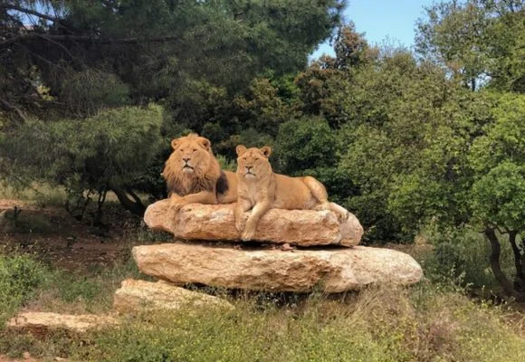 Al Ma’wa Reserve for Nature and Wildlife