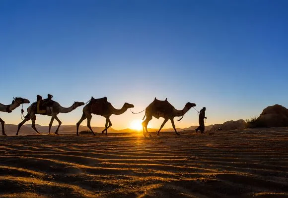 Camel Race Track