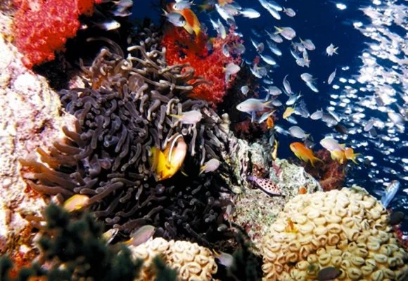 Aqaba Aquarium